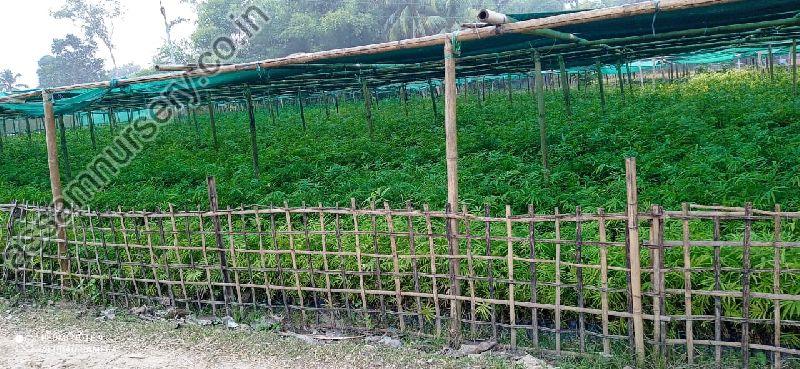 Tulda Bamboo plant