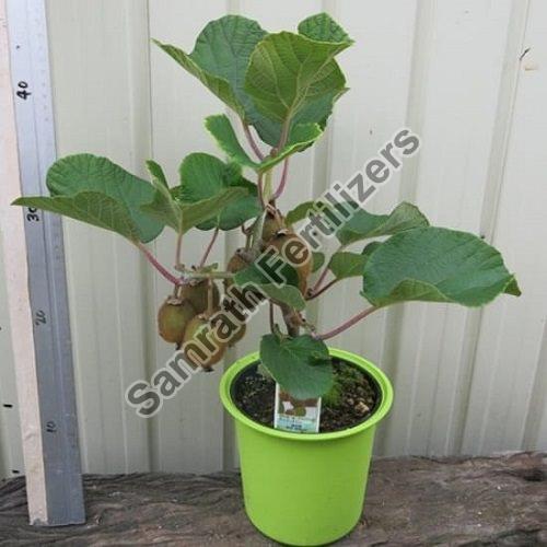Kiwi Plant
