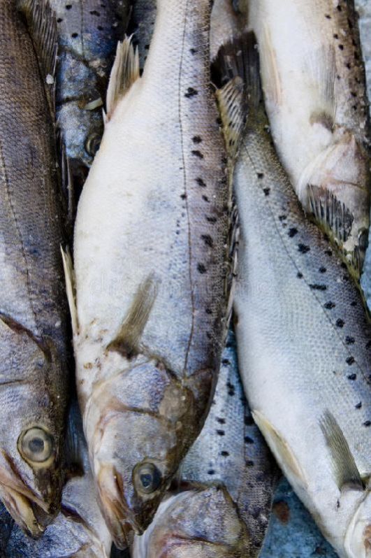 Frozen Katarna Fish