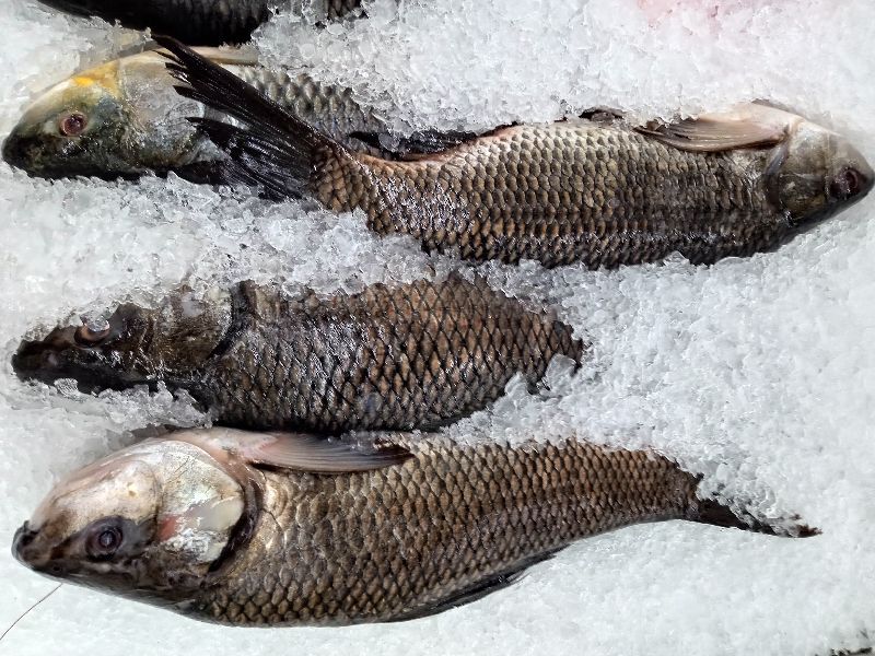 Frozen Rohu Fish