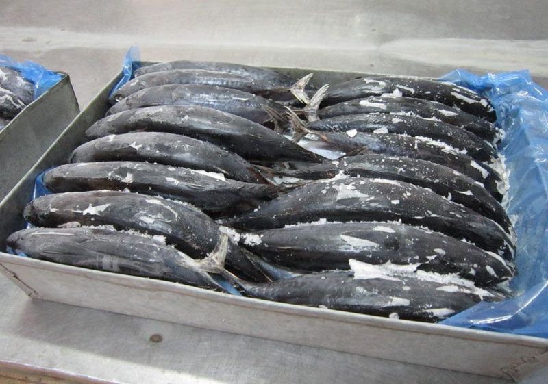 Frozen Tuna Fish