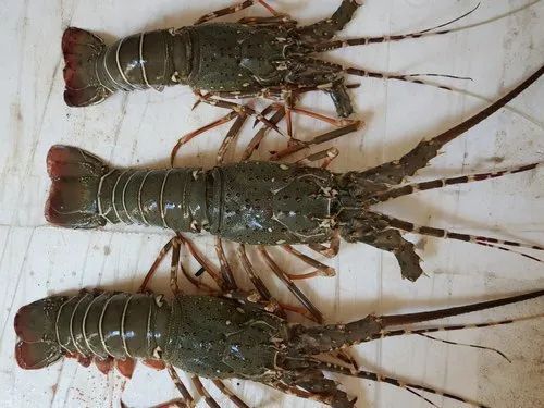 Green Fresh Lobster