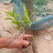 Ajar Plant
