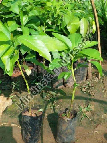 Avocado Plant