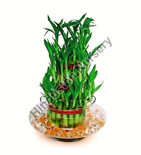Lucky Bamboo Plant