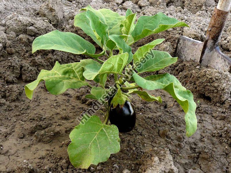 Brinjal Plant