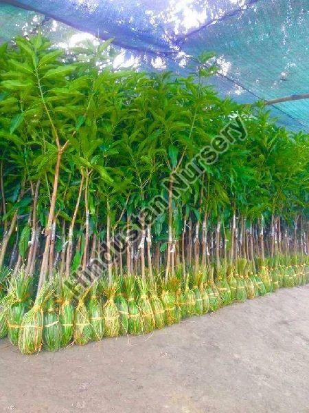 Dasheri Mango Plant