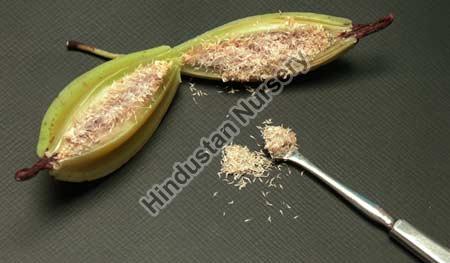 Dendrobium Flower Seeds