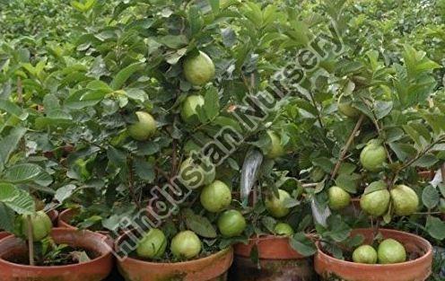 Guava Plant