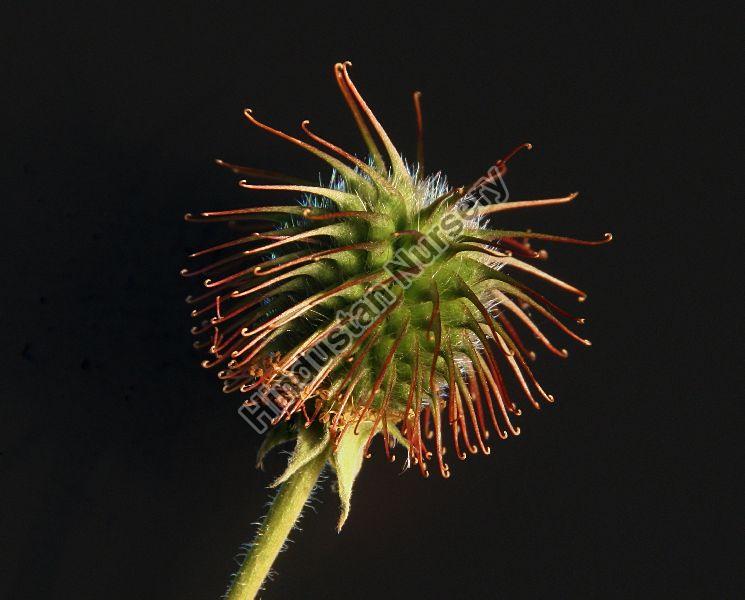 Hook Seeds