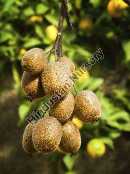 Kiwi Plant