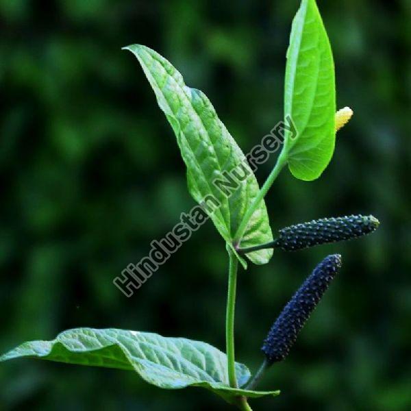 Long Pepper Plant