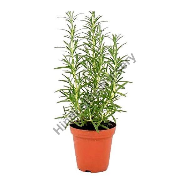 Rosemary Plant
