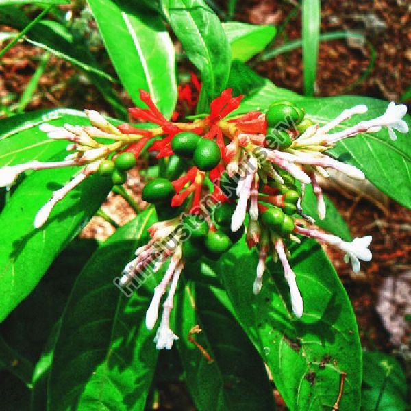 Sarpagandha Plant