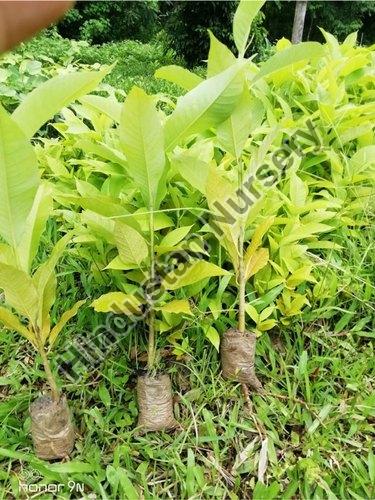 Titachapa Plant
