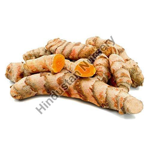 Turmeric Bulb Seeds
