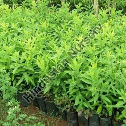 White Sandalwood Plant