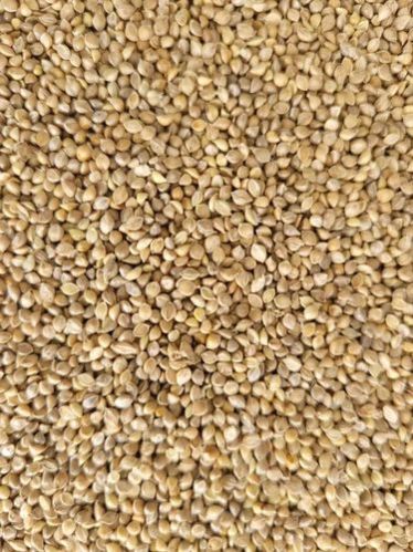 Barnyard Millet Seeds