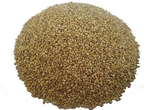 Browntop Millet Seeds