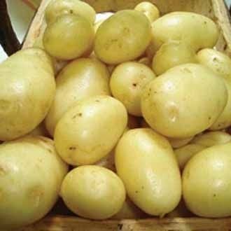 Fresh Kufri Himsona Potato