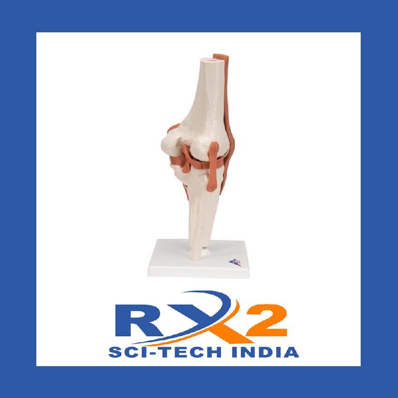 Human Knee Joint Model