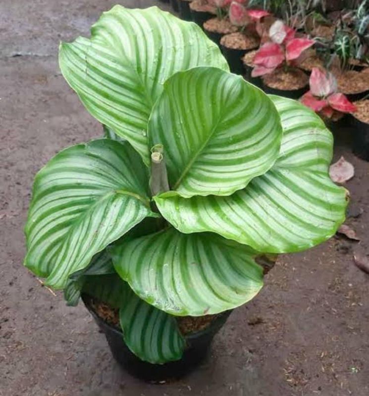 Calathea Orbifolia Plant