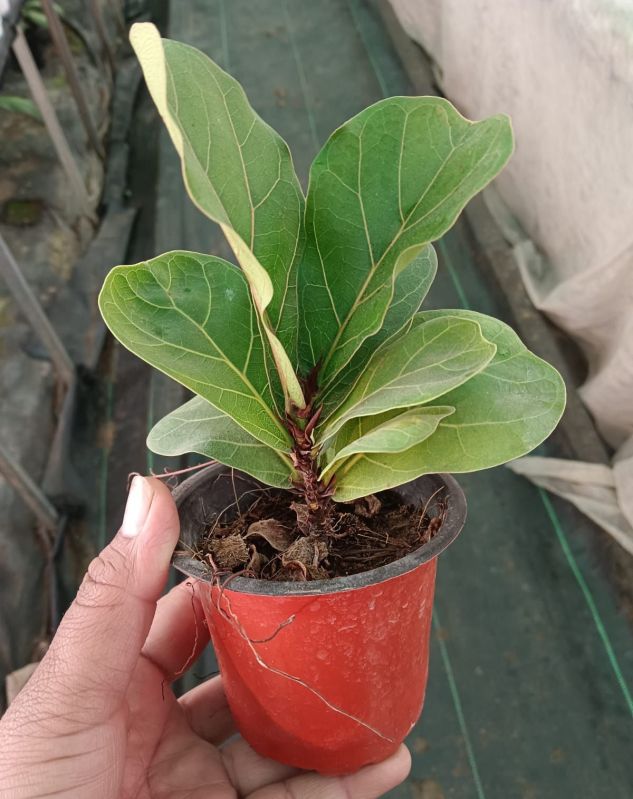 Fiddle Leaf Fig Plant