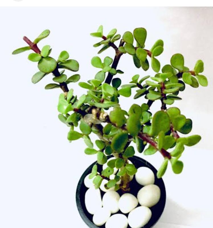 Jade Plant