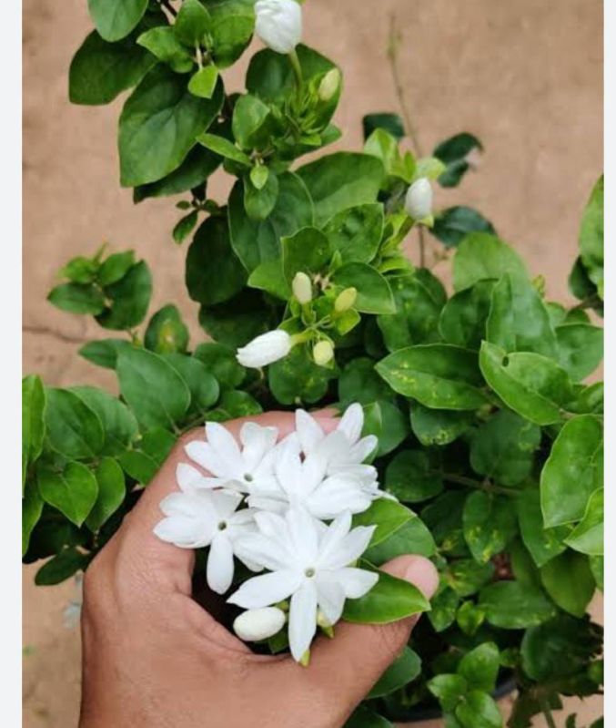 Jasmine Plant