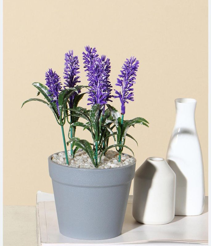 Lavender Plant