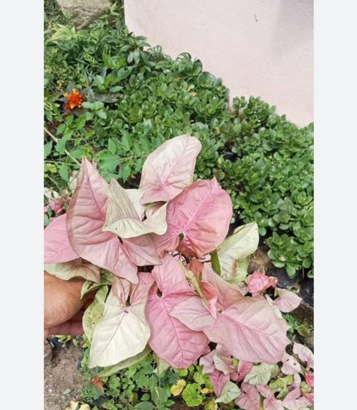 Pink Syngonium Plant