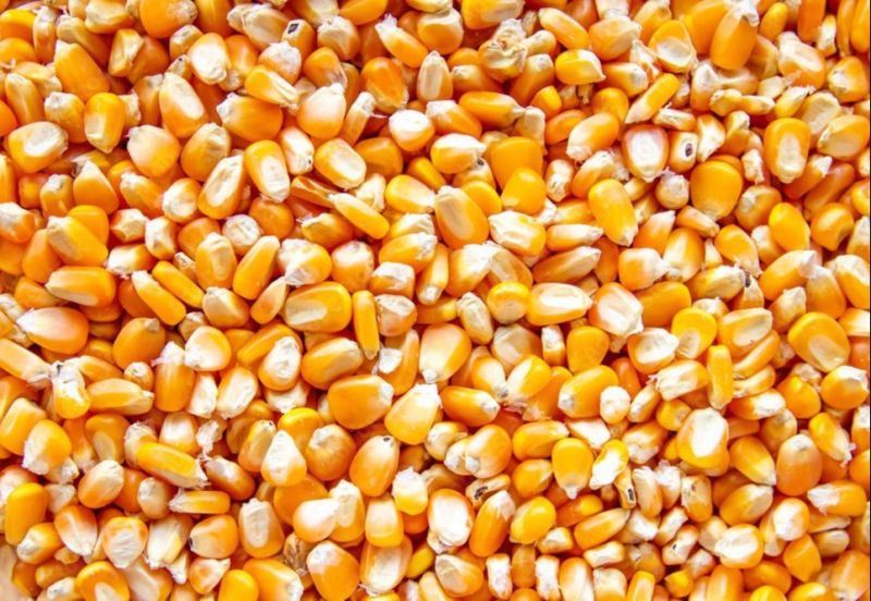 Natural Maize Seeds