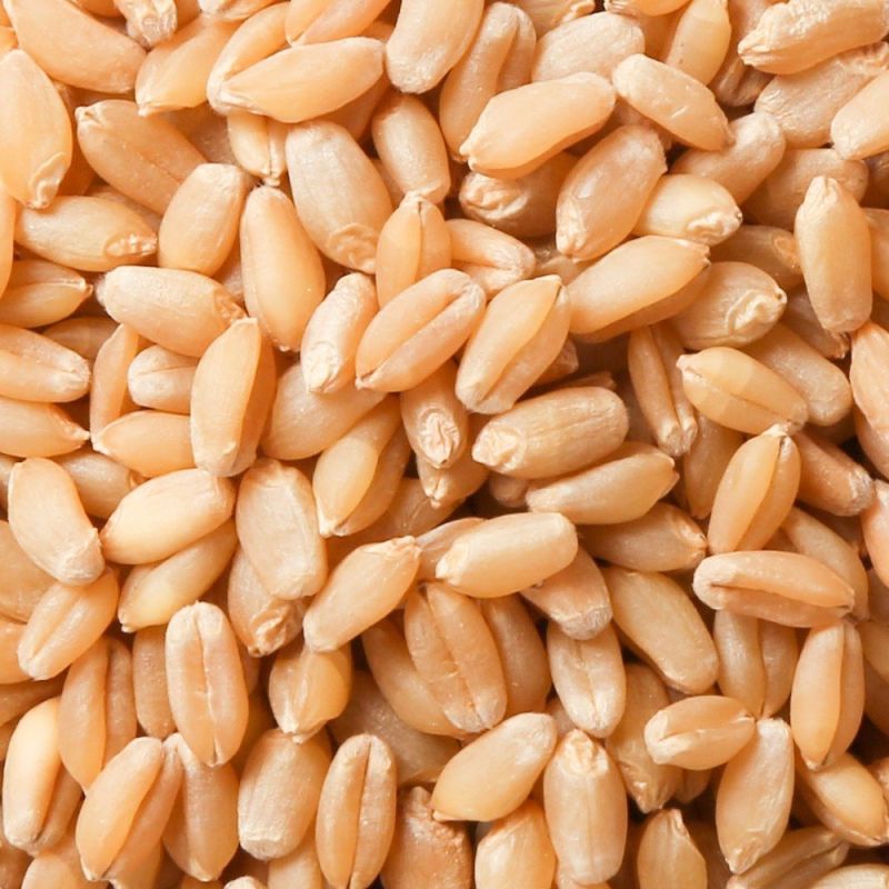 Natural Wheat Grain