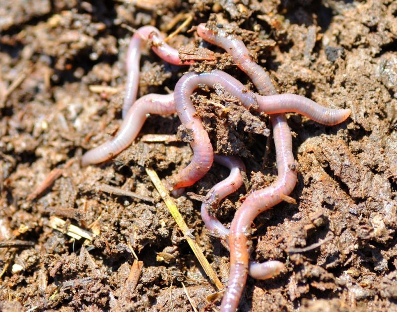Brown Earthworms
