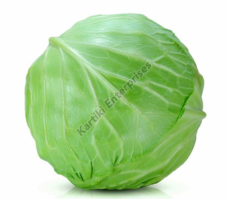High Quality Cabbage