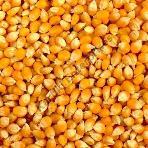 Hybrid Yellow Corn Seeds