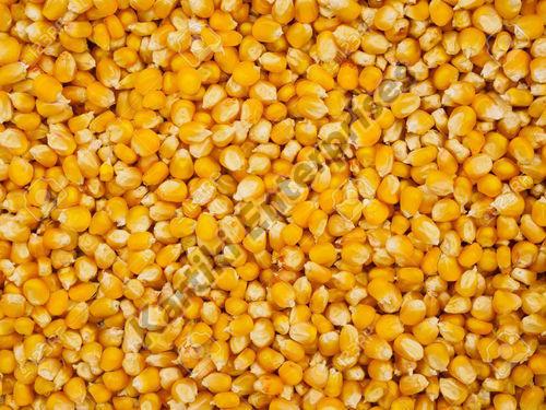 Natural Yellow Corn Seeds