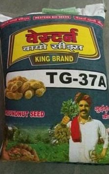 TG-37A Groundnut Seeds