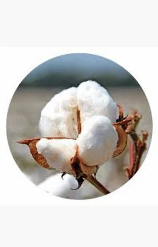 Pure Raw Cotton