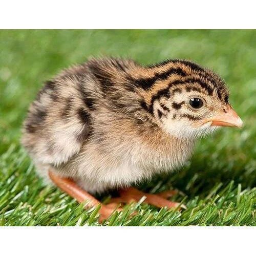 One Day Old Guinea Fowl Chicks