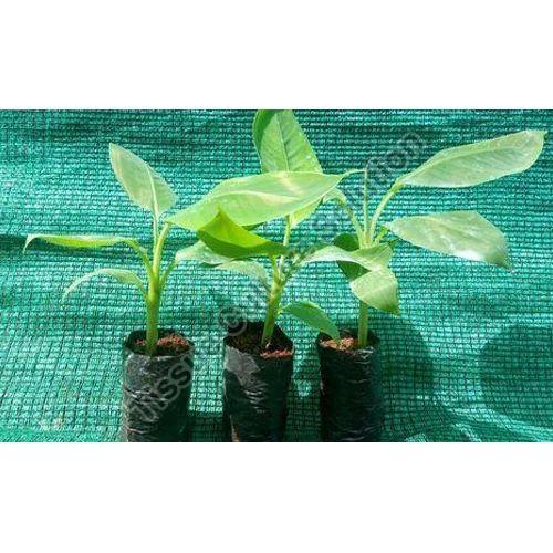 banana tissue culture plants