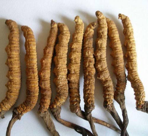 Yarsagumba Cordyceps Sinensis