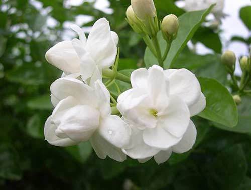 Fresh Jasmine Flower