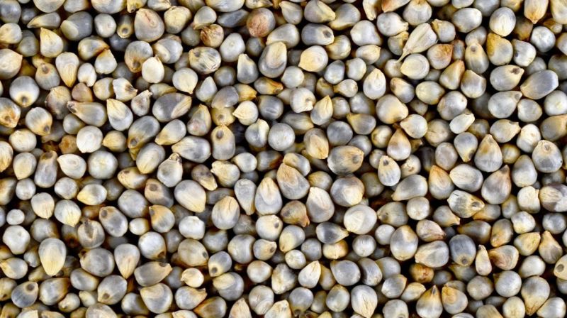 Bajra Seeds