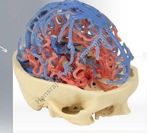 Arterial and Venous Circulation 3D Anatomical Model