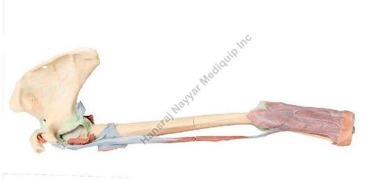 Biceps, Bones and Ligaments 3D Anatomical Model