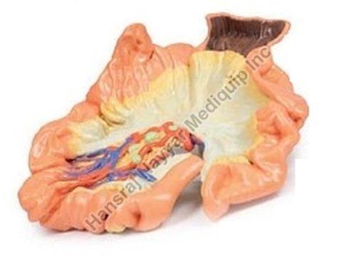 Bowel Portine Jejenum 3D Anatomical Model