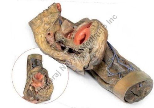 Femal Hemipelvis and Thigh 3D Anatomical Model