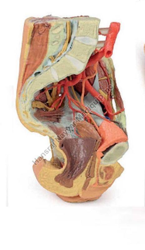 Female Left Pelvis and Proximal Thigh 3D Anatomical Model