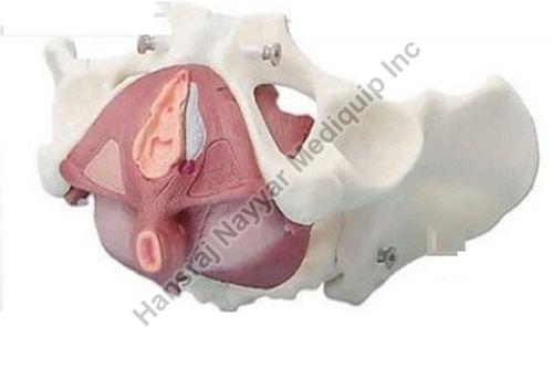 Female Pelvis with Pelvic Floor Musculature 3D Anatomical Model